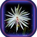 Night Blooming Cereus by vernabeth
