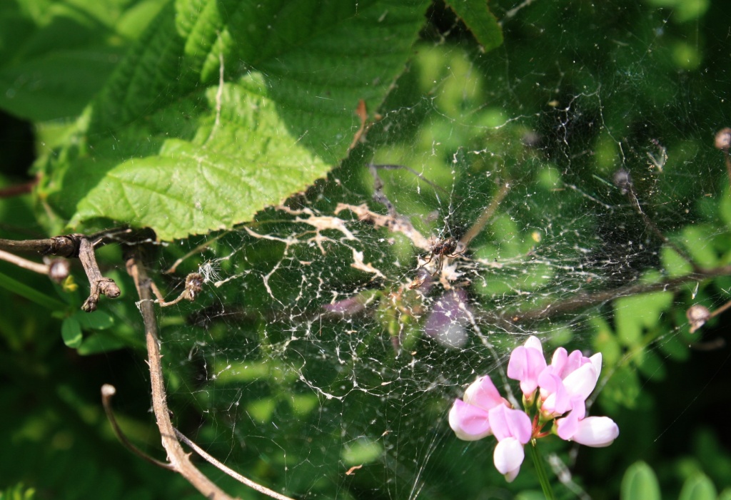 Spider in his unusual web by mittens