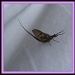 Strange bug! by busylady