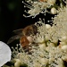 Mehiläinen IMG_0063 by annelis