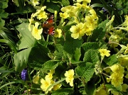 15th Apr 2010 - primrose and butterfly