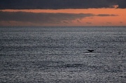 5th Jul 2011 - The whales have arrived.