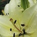 white day lily by mjmaven