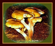 8th Jul 2011 - Toadstools or Mushrooms?