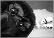6th Jul 2011 - Photo-bombing Gorilla