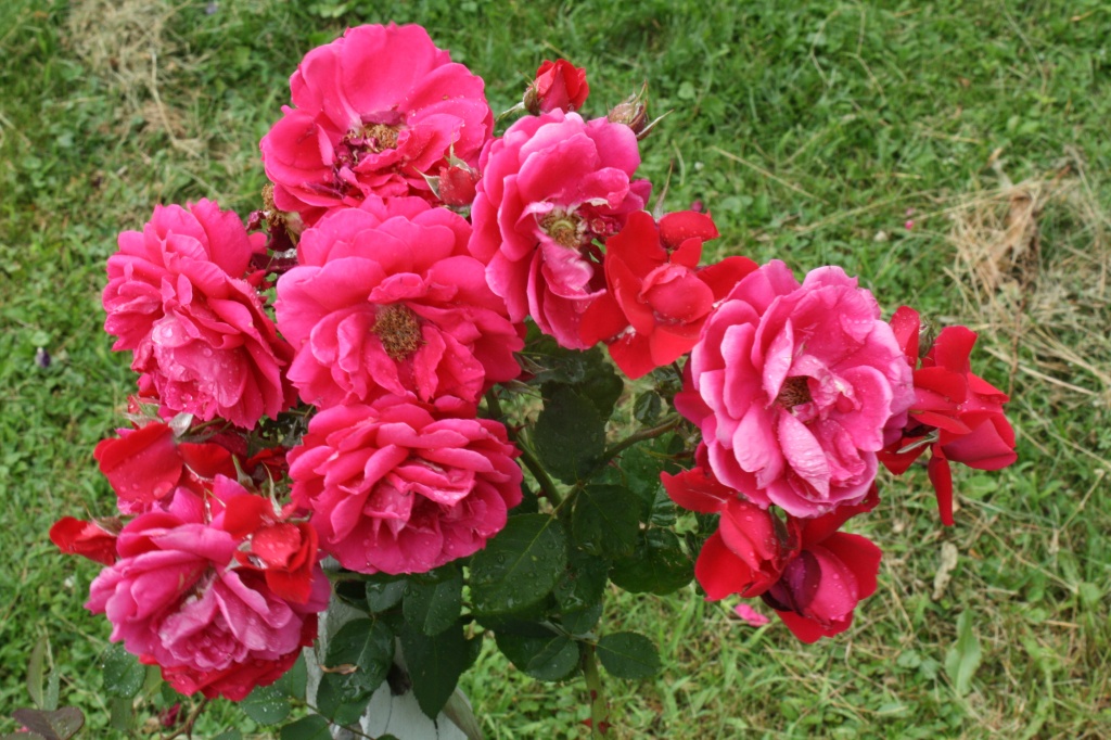 Rose cluster by rrt