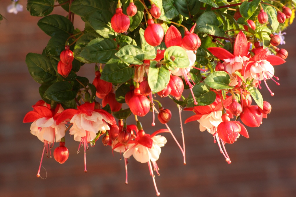fuschia flowers under my hanging basket by phil_howcroft