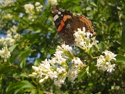 7th Jul 2011 - Ligustrum ovalifolium with  butterfly