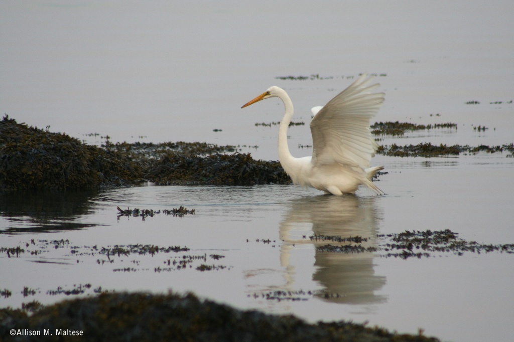 Egret On the Move by falcon11