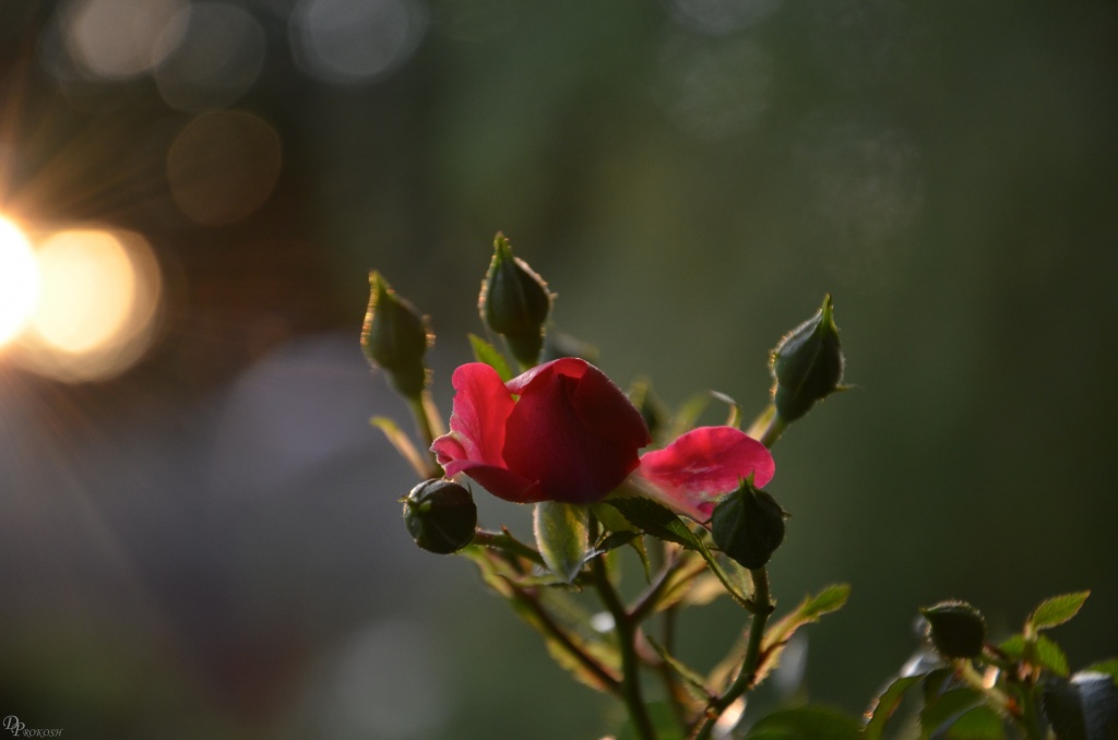 Rose bush by dora