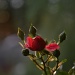 Rose bush by dora