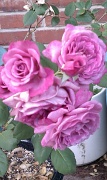6th Jul 2011 - Purple roses in bloom!