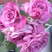 Purple roses in bloom! by msfyste