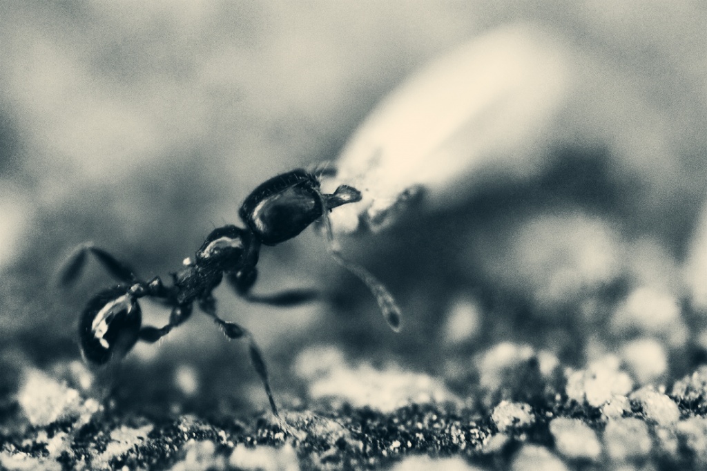 Mrs Ant by pocketmouse