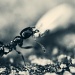 Mrs Ant by pocketmouse