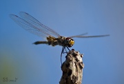 7th Jul 2011 - Dragonfly