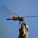 Dragonfly by bella_ss