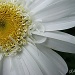 daisy by mjmaven