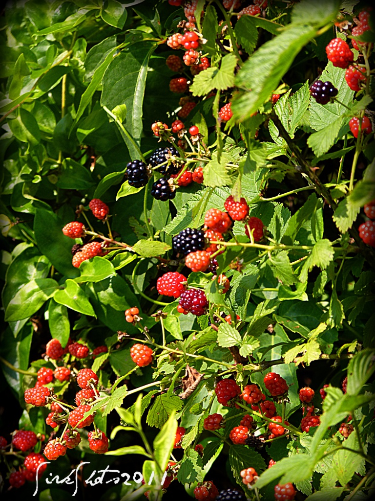 Blackberries by peggysirk