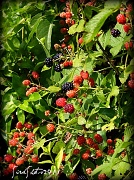 5th Jul 2011 - Blackberries