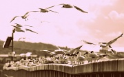7th Jul 2011 - Gulls