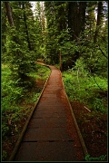 7th Jul 2011 - A Path to Hike