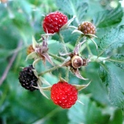 7th Jul 2011 - Wild Raspberries