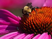2nd Jul 2011 - Bee and Bug on Coneflower