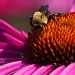 Bee and Bug on Coneflower by jbritt