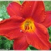 red day lily by mjmaven
