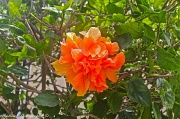 8th Jul 2011 -  Peach Hibiscus