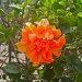 Peach Hibiscus by stcyr1up