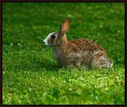 8th Jul 2011 - Here comes Peter Cottontail