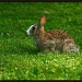 Here comes Peter Cottontail by mittens