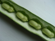 8th Jul 2011 - 'Broad beans sleeping in a blankety bed.'