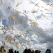 Grass in the sky light by dulciknit