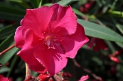 7th Jul 2011 - Red Flower