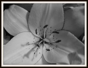 8th Jul 2011 - White Lily