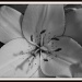 White Lily by olivetreeann