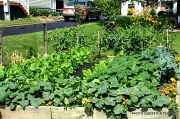9th Jul 2011 - My Garden