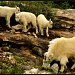 Mountain Goat and Her Babies! by exposure4u