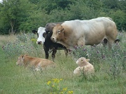 9th Jul 2011 - Cows