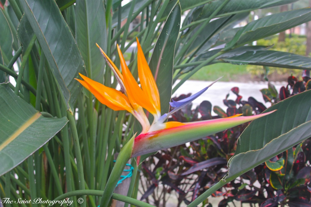 Bird of Paradise by stcyr1up