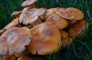 8th Jul 2011 - Mushroom