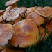 Mushroom by dora