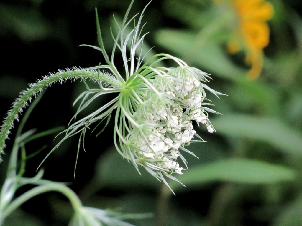 I got this.  Queen Anne's Lace by maggie2