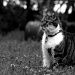The happy cat in the grass by parisouailleurs