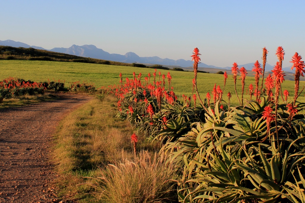 Mid winter in the Southern Cape by eleanor