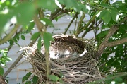 9th Jul 2011 - Baby Birds