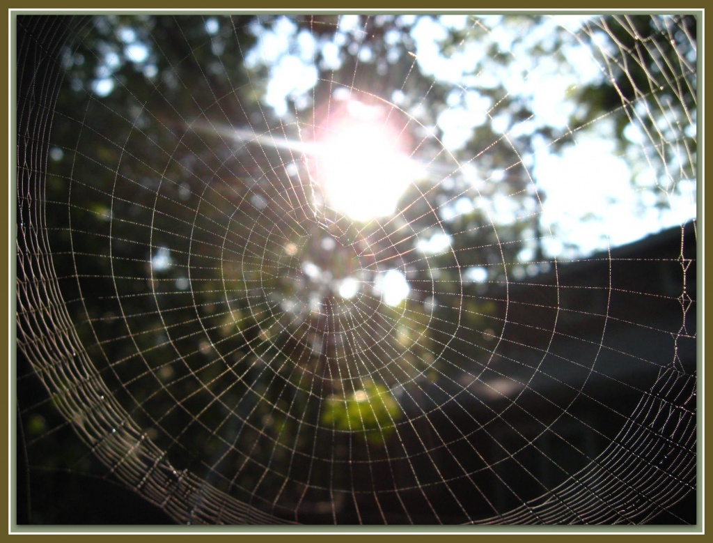 Eency Weency Spider Web by olivetreeann